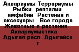 Аквариумы.Террариумы.Рыбки, рептилии, амфибии. Растения и аксесуары - Все города Животные и растения » Аквариумистика   . Адыгея респ.,Адыгейск г.